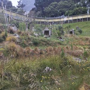 Ring-tailed Lemur Exhibit