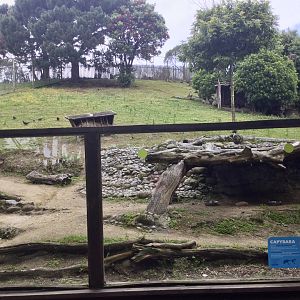 Capybara Exhibit