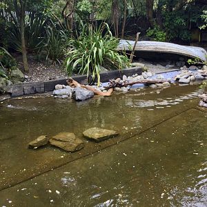 Little Blue Penguin Exhibit