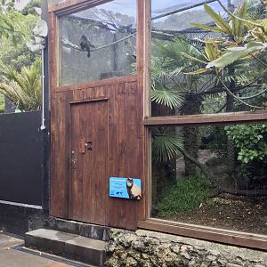 Brown Capuchin Exhibit