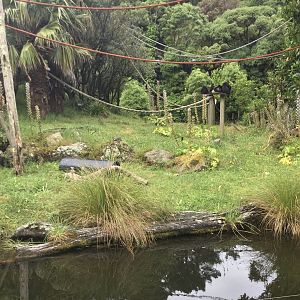 Spider Monkey Island