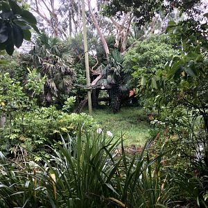 White-cheeked Gibbon Island