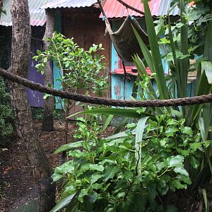 Cotton-top Tamarin Exhibit