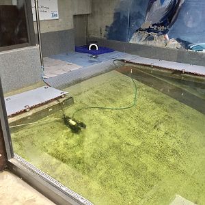 The Nest (Vet Hospital) - Sea Bird Rehabilitation Pool