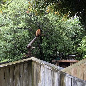 Nepalese Red Panda Exhibit (Back Exhibit)