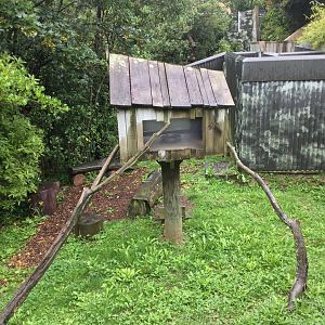 Nepalese Red Panda Exhibit (Front Exhibit)