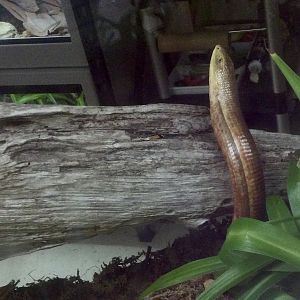 Scheltopusik (Pseudopus apodus)