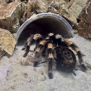Mexican red-knee tarantula (Brachypelma hamorii)