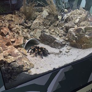 Mexican Red-knee Tarantula Exhibit