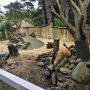 Slender-tailed Meerkat Exhibit