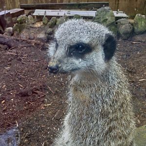 Slender-tailed meerkat (Suricata suricatta)
