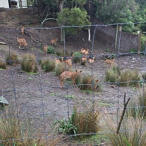 Lowland Nyala Exhibit