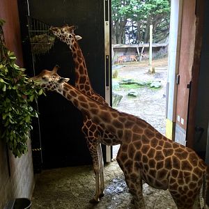 Giraffe Night House (Inside View)