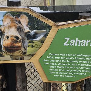 Giraffe Profile - Zahara