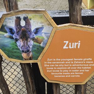 Giraffe Profile - Zuri