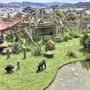 Chimpanzee Exhibit