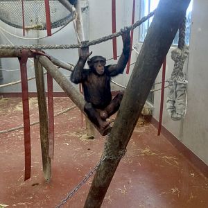 Kitwe - Common chimpanzee (Pan troglodytes)