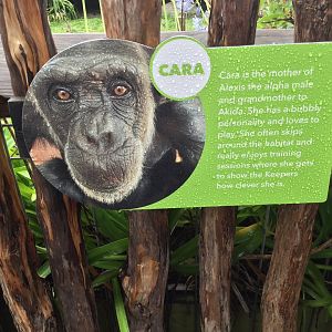 Chimpanzee Profile - Cara