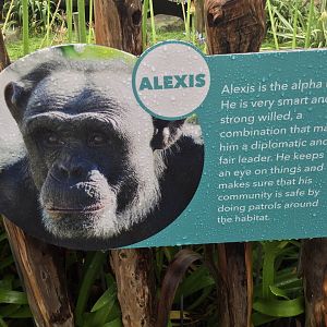 Chimpanzee Profile - Alexis