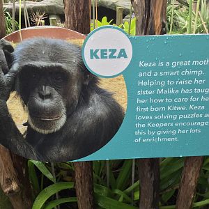 Chimpanzee Profile - Keza