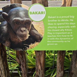 Chimpanzee Profile - Bakari