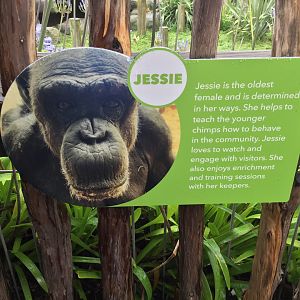 Chimpanzee Profile - Jessie