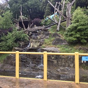 Malayan Sun Bear Exhibit - Ground View
