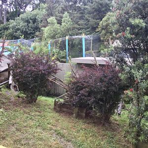 Malayan Sun Bear Exhibit - Platform View