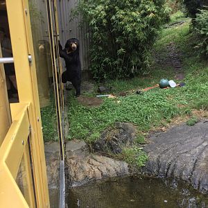 Sasa (Malayan sun bear) - standing up