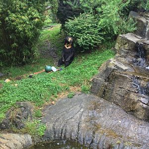 Sasa (Malayan sun bear) - sitting by waterfall