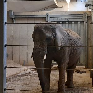 Shenga has breakfast