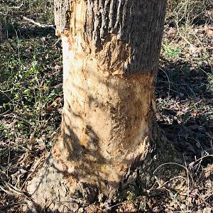 Beaver chew on Riverside Park Trail