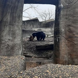 Meet Balwat, the world's greatest "Box"er