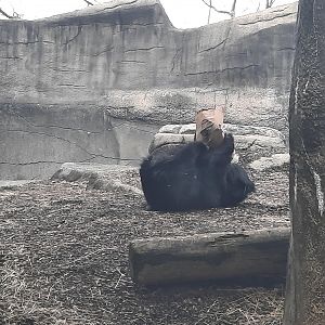 Victory goes to Balwat!