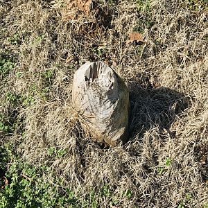 Beaver Stump in Riverside Park