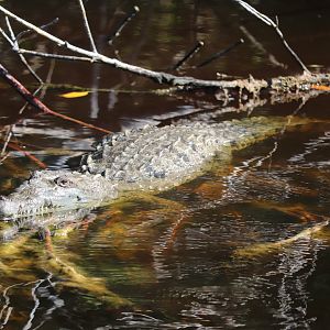 American Crocodile