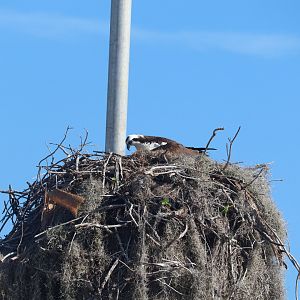 Osprey In Its Nest