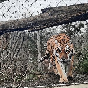 The Tiger Approaches