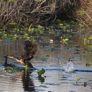 Double-Crested Cormorant