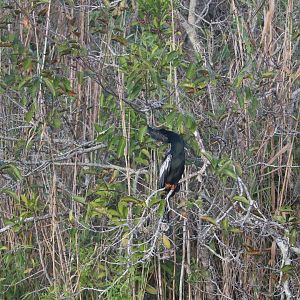 Anhinga