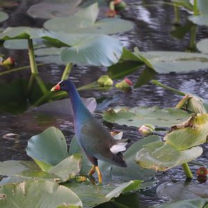 Purple Gallinule
