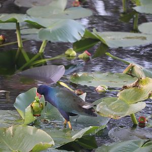 Purple Gallinule