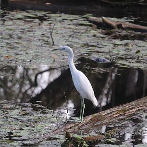 Little Blue Heron