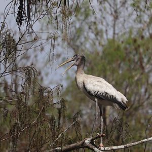 Wood Stork