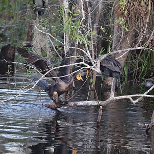 Double-Crested Cormorant