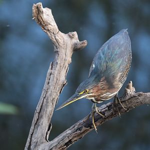 Green Heron