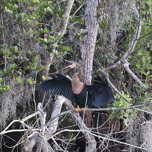 Anhinga