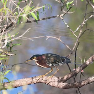 Green Heron