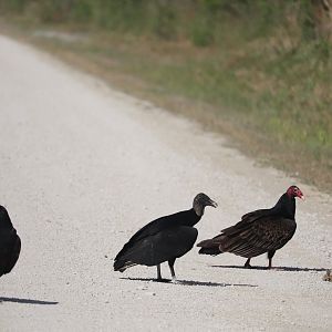 Black & Turkey Vultures