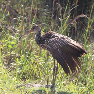 Limpkin